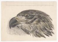 KT 2009 028-386
<br/>
Kop steenarend met grafiek.
<br/>
<em>Trigt, Stephanus Hendrik Willem van (1790-1840)</em>